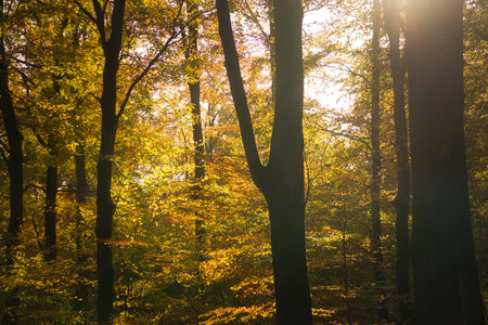 An autumnal forest flooded with warm sunlight. Golden leaves glow as rays break through the trees - a peaceful natural idyll.の写真素材