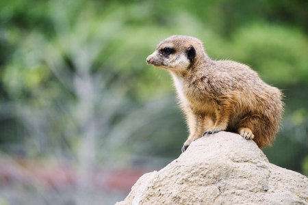 Watchful meerkat on a rock in front of a green, blurred background - perfect symbol for attention, nature and wildlife observation.の写真素材