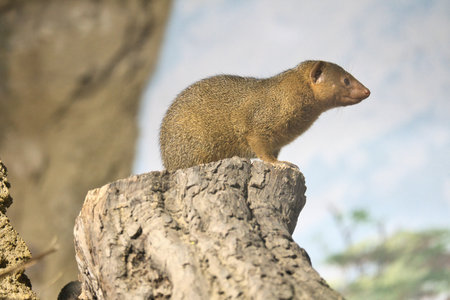 A dwarf mongoose perched on a tree stump in its natural habitat, alert and curious, with detailed fur and a clear gaze. A perfect wildlife closeup.の写真素材
