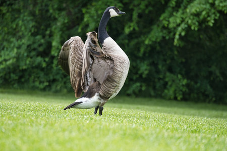 A Canada goose majestically spreads its wings on a green meadow, surrounded by trees. A perfect nature photo that captures the elegance and freedom of the bird world.の写真素材