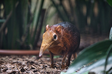 A red-backed elephant shrew in its natural habitat. The small, shy animal with a long trunk stands on the forest floor, surrounded by plants.の写真素材
