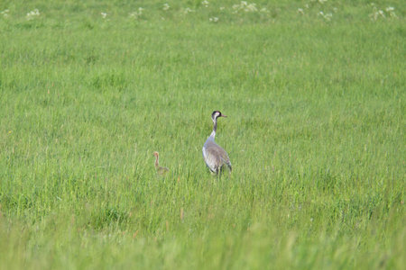 A crane family with young stands in a green field surrounded by tall grass. Wild birds in the wild. Wildlife photographyの写真素材