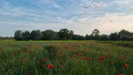 Blooming field with red poppies, a rape field behind it. Lush greenery and trees under a blue sky - a natural idyll, perfect for themes such as nature, summer and freedom.の写真素材