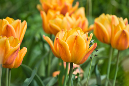Bright yellow tulips with red accents bloom in full splendor in the garden - a colorful spring motif with clear details and natural light.の写真素材