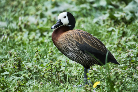 Duck with white face and dark neck stands on flowering meadow â harmonious nature motif with contrasting colors and peaceful wildlife aesthetics.の写真素材