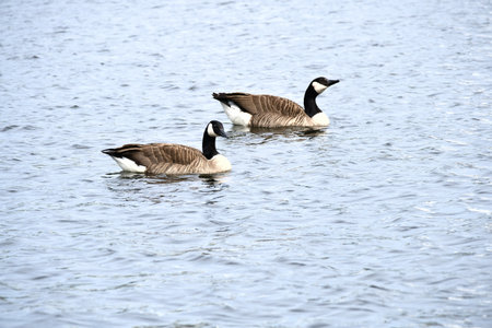 Two Canada geese swim leisurely on calm water. A harmonious nature motif with soft colors, symmetry, and peaceful wildlife observation.の写真素材