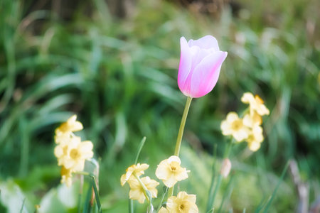 Delicate tulip blossoms in close-up against a soft green background - a poetic spring scene full of tranquility, elegance and natural beauty.の写真素材