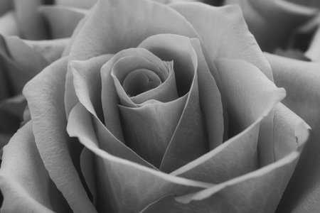 A black and white macro shot of a rose. Its finely textured petals exude timeless elegance and quiet beauty. Classic, noble, artistic.の写真素材