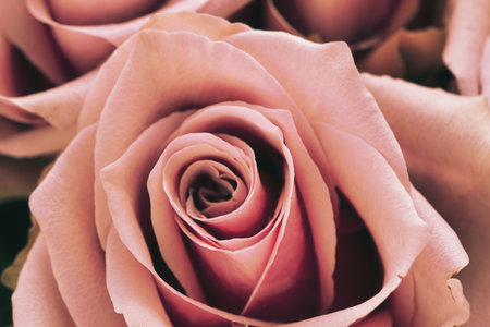 Macro shot of a pink rose in full bloom â vibrant colors, delicate textures, and natural elegance. Perfect for themes centered around romance and nature.の写真素材