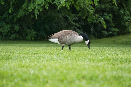 Canadian gosling stands on lush grass surrounded by natural beauty. Perfect for nature and wildlife photographyの写真素材