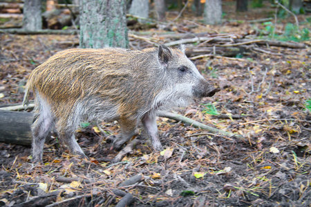 Wild boar crossing the autumn forest, natural scene with earthy tones, dense vegetation and typical behavior of a European wild animal.の写真素材