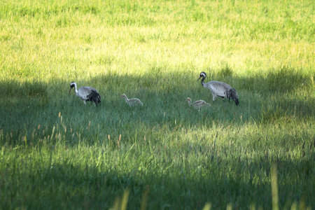 A crane family with young stands in a green field surrounded by tall grass. Wild birds in the wild. Wildlife photographyの写真素材