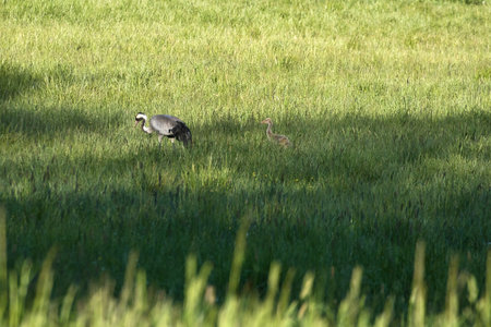 A crane family with young stands in a green field surrounded by tall grass. Wild birds in the wild. Wildlife photographyの写真素材