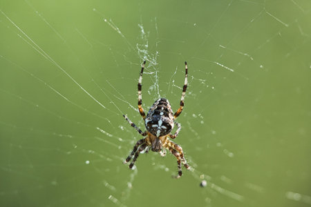 Macro shot of a cross spider on its elaborate web against a green background. Detailed nature, fascinating structure and silent wilderness.の写真素材