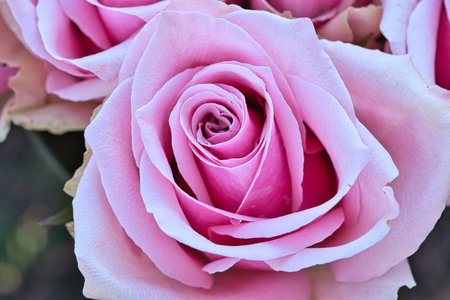 Macro shot of a pink rose in full bloom â vibrant colors, delicate textures, and natural elegance. Perfect for themes centered around romance and nature.の写真素材
