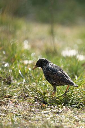 A starling stands in a sunlit meadow among flowers, vibrant colors, natural beauty and peaceful wildlife in harmony.の写真素材