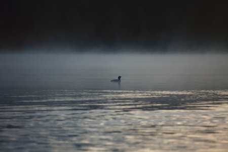 A single bird glides silently over the misty lake in the morning light. Poetic, peaceful, and mysterious, in perfect natural harmony.の写真素材