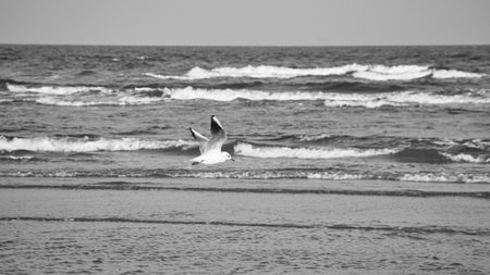 A lonely seagull glides elegantly over the vast sea under clear skies, a symbol of freedom, tranquility and the beauty of nature.の写真素材