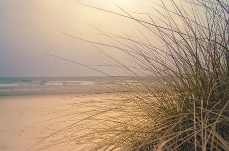 Tranquil coastal landscape with dune grass in the foreground and gentle waves in the background, natural charm, relaxation and summer idyll.の写真素材