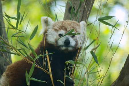 A red panda rests relaxed in the branches among green foliage. Authentic nature photography with a focus on wildlife behavior and Asian biodiversityの写真素材