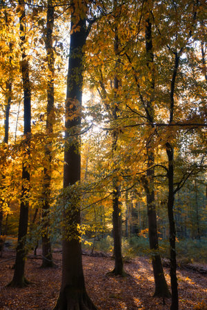 An autumnal forest flooded with warm sunlight. Golden leaves glow as rays break through the trees - a peaceful natural idyll.の写真素材
