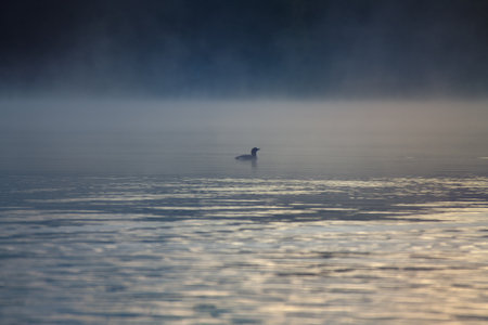 A single bird glides silently over the misty lake in the morning light. Poetic, peaceful, and mysterious, in perfect natural harmony.の写真素材