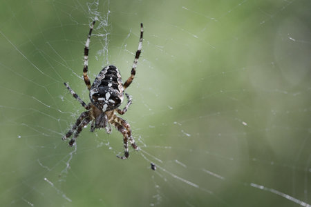 Macro shot of a cross spider on its elaborate web against a green background. Detailed nature, fascinating structure and silent wilderness.の写真素材