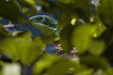 Green iguana, half hidden between tropical leaves. Perfectly captured, the picture shows the natural camouflage and calmness of the reptile.の写真素材
