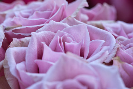 Delicate pink roses in full bloom, a dense bouquet with a romantic flair. Ideal for themes such as love, weddings, nature, and aesthetic decoration.の写真素材