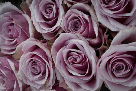 Delicate pink roses in full bloom, a dense bouquet with a romantic flair. Ideal for themes such as love, weddings, nature, and aesthetic decoration.の写真素材