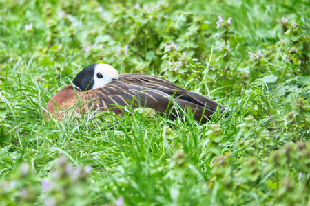 Duck with white face and dark neck stands on flowering meadow â harmonious nature motif with contrasting colors and peaceful wildlife aesthetics.の写真素材