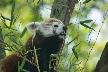 A red panda rests relaxed in the branches among green foliage. Authentic nature photography with a focus on wildlife behavior and Asian biodiversityの写真素材