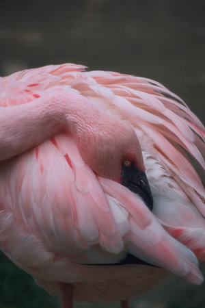 An elegant pink flamingo in close-up, its head gently nestled in its feathers. Detailed wildlife photography with a calm, exotic aura.の写真素材