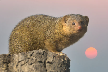 A dwarf mongoose perched on a tree stump in its natural habitat, alert and curious, with detailed fur and a clear gaze. A perfect wildlife closeup.の写真素材