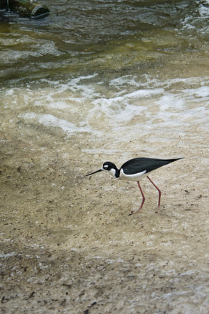 A black-necked stilt with long pink legs strides elegantly through shallow water on a sandy shore. Natural wildlife photography in the wildの写真素材