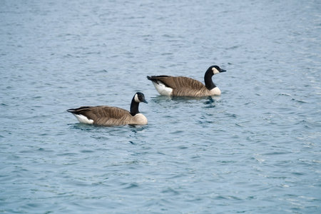 Two Canada geese swim leisurely on calm water. A harmonious nature motif with soft colors, symmetry,...