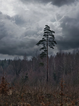 A single tree rises from a misty, bare forest under a gloomy sky, combining mystical atmosphere, natural power and quiet beauty.の写真素材