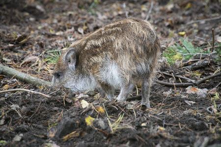 Wild boar crossing the autumn forest, natural scene with earthy tones, dense vegetation and typical...