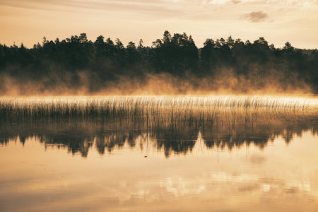 Misty morning at the lake with reeds in the foreground and forest in the background, gentle...