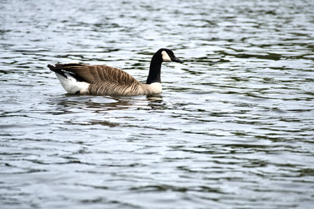A Canada goose swims leisurely on calm water. A harmonious nature motif with soft colors, symmetry, and peaceful wildlife observation.の写真素材