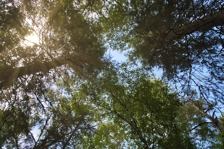 Looking up into a dense forest with tall trees and a blue sky. Sunlight streams through the canopy,...