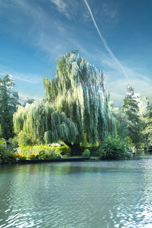 A mighty weeping willow stands on the banks of a tranquil river under a dramatic sky. Nature is reflected in the water, creating a peaceful atmosphere.の写真素材