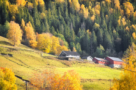 Idyllic autumn landscape with yellow orange colored trees, green meadow and a lonely farmhouse under blue sky, tranquil nature atmosphere in Norway.の写真素材