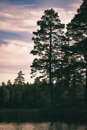 Vertical shot of a Swedish lake surrounded by tall pine trees rising against an atmospheric, slightly cloudy sky in a dark wooded area.の写真素材