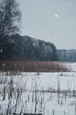 Snowy winter landscape with frozen reeds on the lake shore and a forest covered in front in the background, a calm, cold natural atmosphere in soft shades of gray.の写真素材