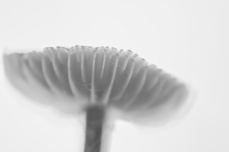 A delicate close-up of a mushroom with soft, bright lighting and fine texture. Minimalist nature photography focusing on form and interplay of light.の写真素材