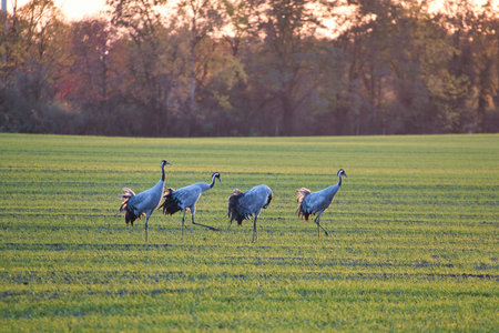 Several cranes dance on a green meadow in the warm evening light, surrounded by autumn-colored trees. Natural wildlife observation in the wild.の写真素材