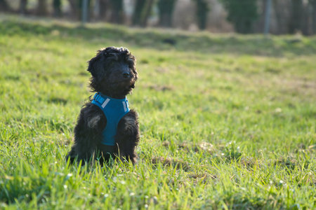 A golden doodle dog wearing a blue harness sits in the sunny grass of a meadow, surrounded by a soft background and natural light, creating a calm and harmonious scene.の写真素材