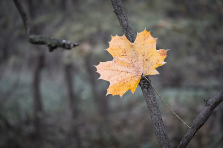 Close up of a single, pale maple leaf hanging in dark, bare branches. A somber and melancholic depiction of late autumn.の写真素材