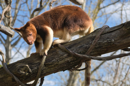 A rare tree kangaroo skillfully climbs a thick branch. The photo shows its reddish-brown fur and...
